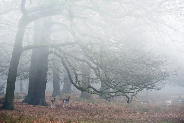 Fallow deer in foggy Winter forest landscape — Stock Photo, Image