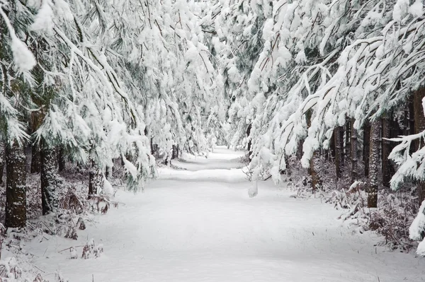 Cesta krajinou anglické rurual v zimě pod sněhem — Stock fotografie