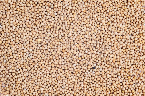 Mustard Seeds background — Stock Photo, Image