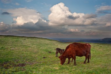 Cow and calf in countryside landscape with beautiful clouds form clipart