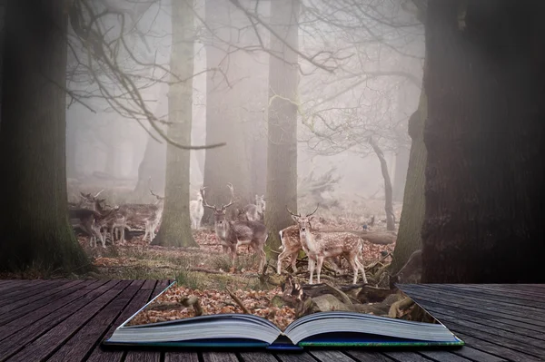 Лесная сцена в волшебной книге с оленями на деревьях — стоковое фото