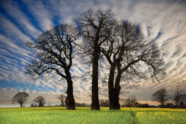 Rapeseed field contryside landscape at sunset with dramatic sky clipart