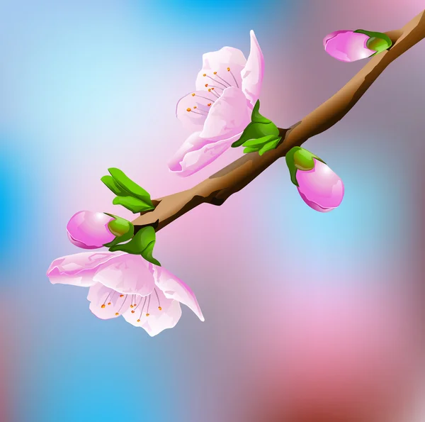 Cerejeira florescente —  Vetores de Stock