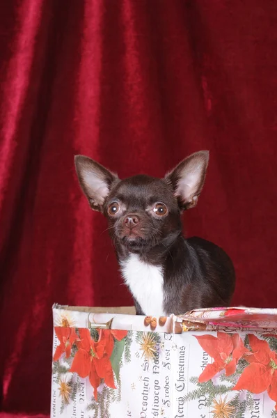 Lindo retrato de chihuahua en caja de Navidad — Foto de Stock