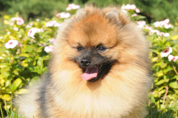 Pomeranian spitz portrait — Stock Photo, Image