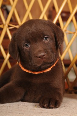 Very cute portrait of labrador puppy closeup clipart