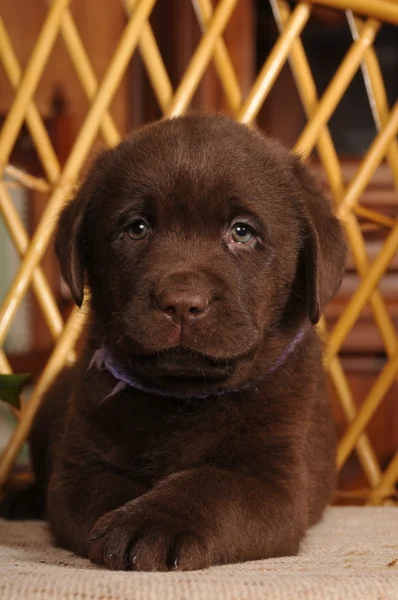 Portret van bruine labrador puppy — Stockfoto