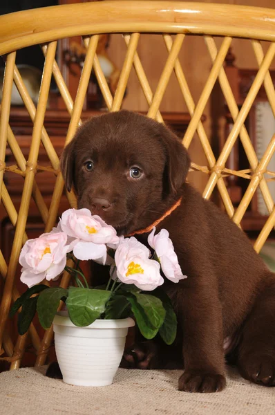 Cute little puppy portrait with flower — Stock Photo, Image