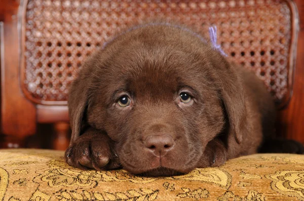 ラブラドル ・ レトリーバー犬の肖像画のかわいい子犬 — ストック写真