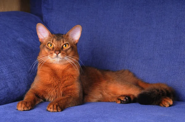 美丽的索马里猫的全身画像 — 图库照片