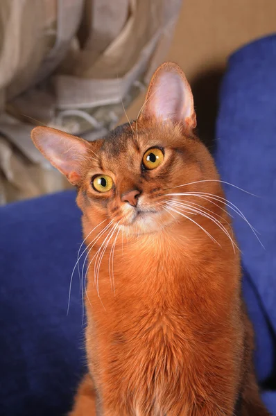 Carino ritratto di gatto somalo — Foto Stock