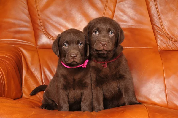 Portret dwóch słodkie szczeniaki labrador — Zdjęcie stockowe