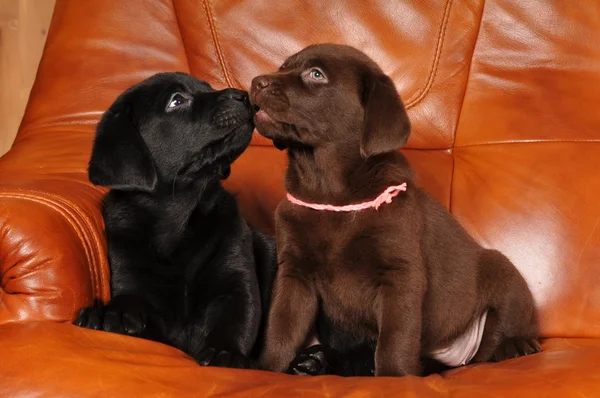 Pair of labrador puppies kiss each other — Stock Photo, Image