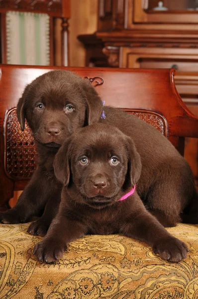 Portret van twee cute labrador puppies op de stoel — Stockfoto