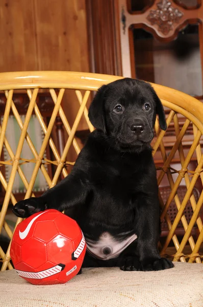 Schattige labrador puppy met rode bal — Stockfoto