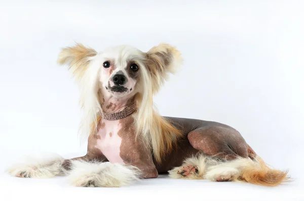 Chino cresta perro acostado retrato —  Fotos de Stock