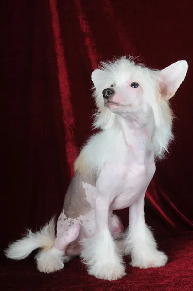 Китайська хохлатая собака портрет — стокове фото
