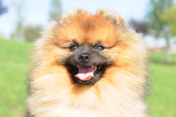 Портрет счастливой собаки — стоковое фото