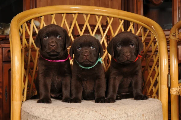 Trzy słodkie szczeniaki labrador na krześle — Zdjęcie stockowe