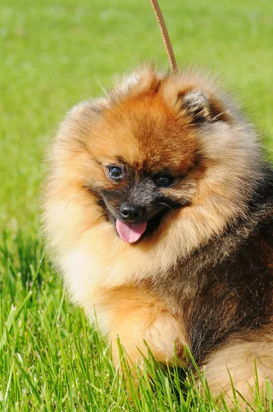 stock image Pomeranian spitz portrait