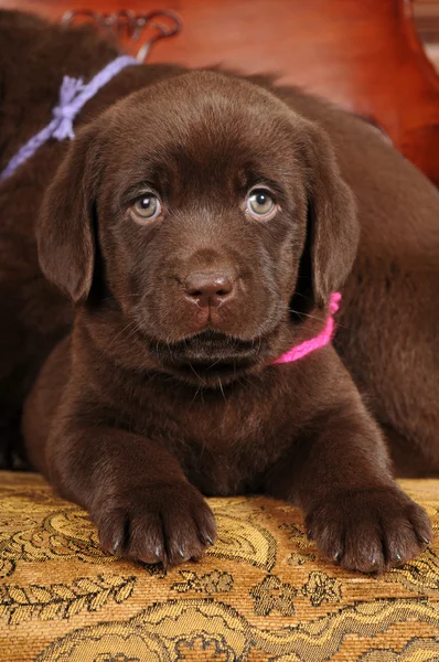 かわいい茶色の子犬の肖像画 — ストック写真