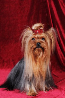 güzel yorkshire terrier oturma portre