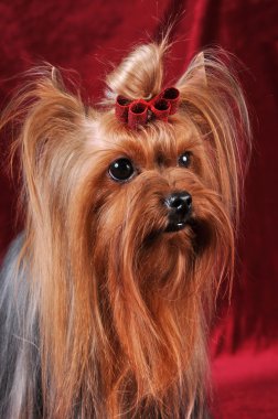 Yorkshire terrier portre