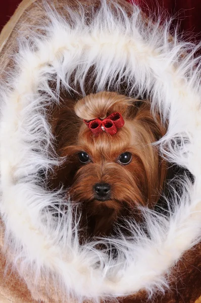 Yorkshire terrier in a fur house — Stock Photo, Image