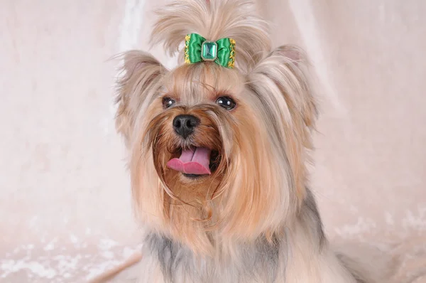 Bolyhos yorkshire terrier portréja — Stock Fotó