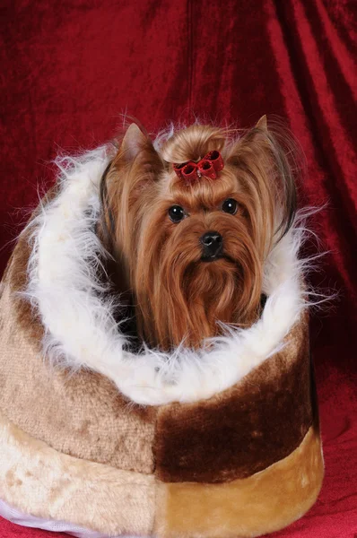 Imádnivaló yorkshire terrier portré — Stock Fotó