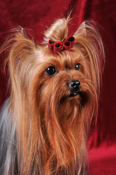 约克夏犬肖像 — 图库照片
