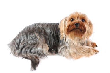 yorkshire terrier üzerinde beyaz izole portresi