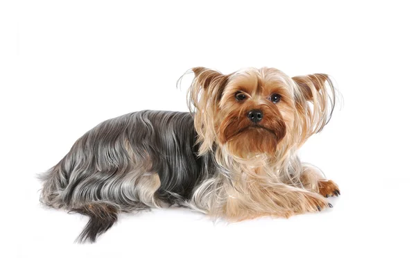 Yorkshire terrier portrait isolated on white — Stock Photo, Image