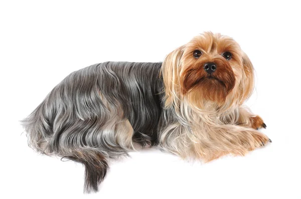 Portrait of yorkshire terrier isolated on white — Stock Photo, Image