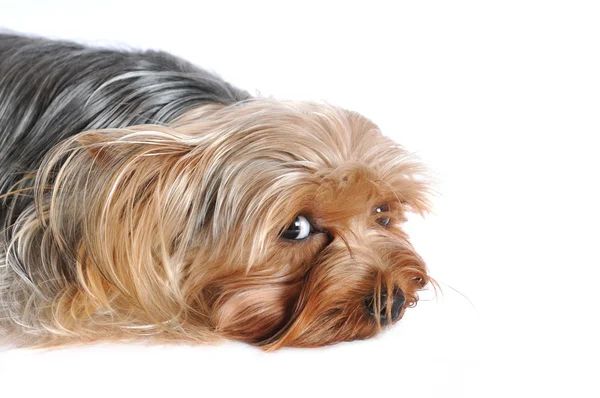 Ładny portret leżący yorkshire terrier — Zdjęcie stockowe