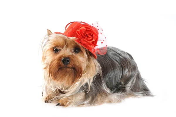 Porträt eines Yorkshire Terriers mit rotem Hut — Stockfoto