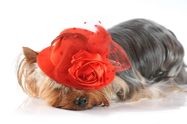 Jolie photo de yorkshire terrier en chapeau rouge — Photo