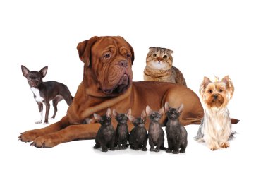 Group of pets isolated on white clipart