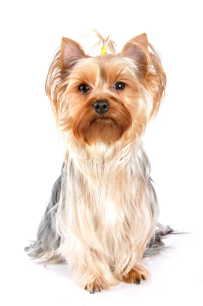 Yorkshire terrier portrait in high key — Stock Photo, Image