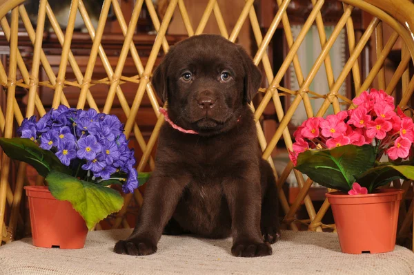 Labrador puppy on the chair — Stock Photo, Image