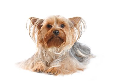 Yorkshire terrier portrait on white background clipart