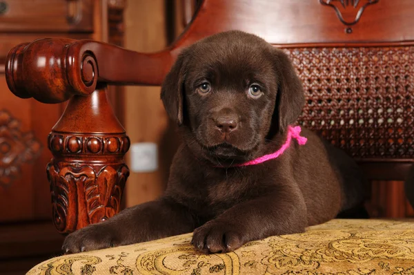 Twee maanden oude labrador puppy portret — Stockfoto