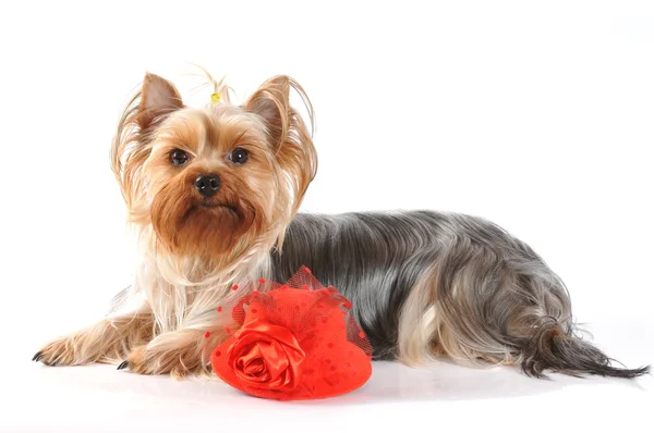 Cute yorkshire terrier with red hat — Stock Photo, Image