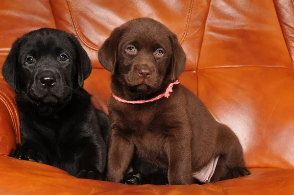 Два щенка лабрадора на диване — стоковое фото