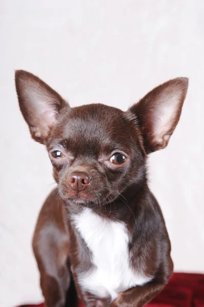 Chihuahua-muotokuva — kuvapankkivalokuva