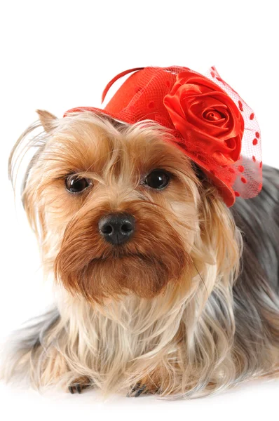 Funny portrait of yorkshire terrier — Stock Photo, Image