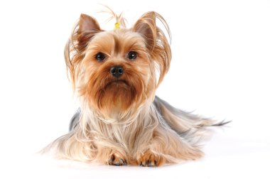 Yorkshire terrier lying portrait clipart