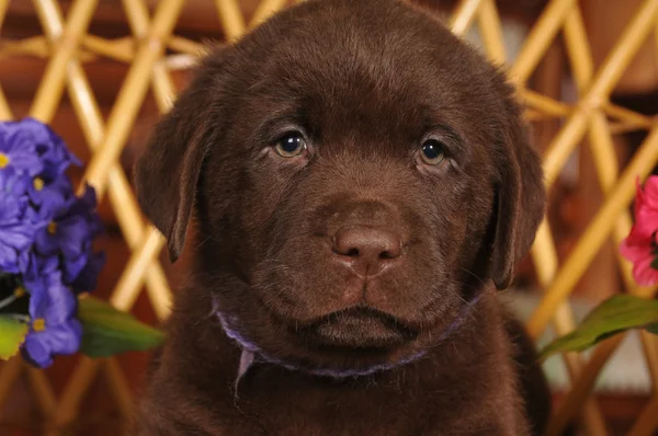 棕色拉布拉多幼犬的特写肖像 — 图库照片