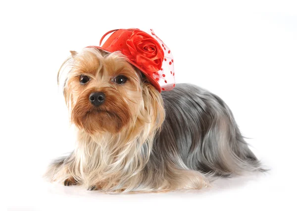 Yorkshire terrier acostado retrato en sombrero rojo —  Fotos de Stock