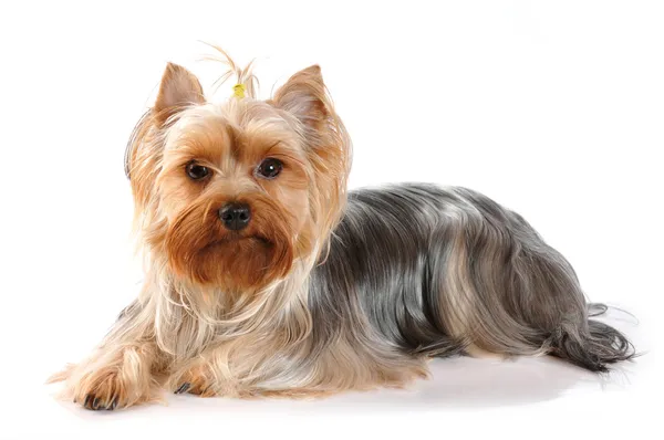 Niedliches Porträt eines lügenden York Terriers Stockbild